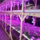 Ampolleta Grow Led 28W Full Spectrum Cultivo Indoor